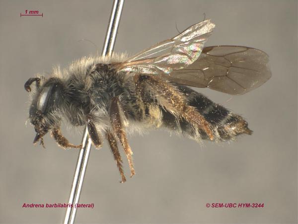 Photo of Andrena barbilabris by Spencer Entomological Museum